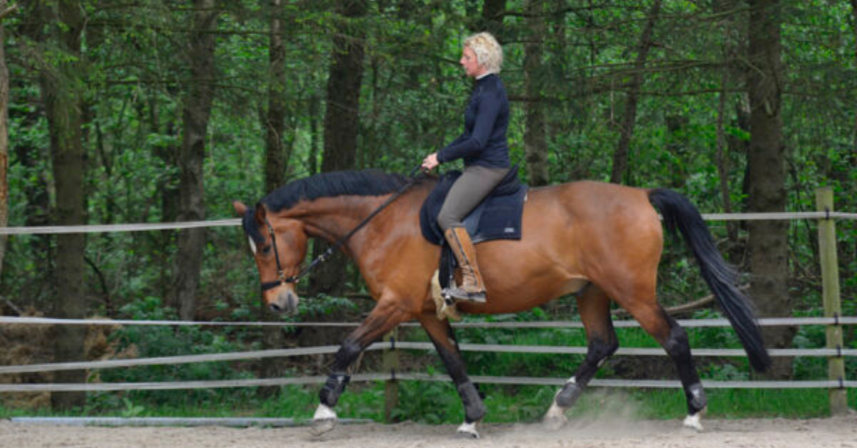 Over Miranda HOPE for Horses